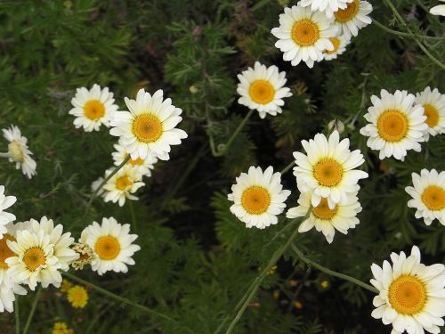 flowers white yellow