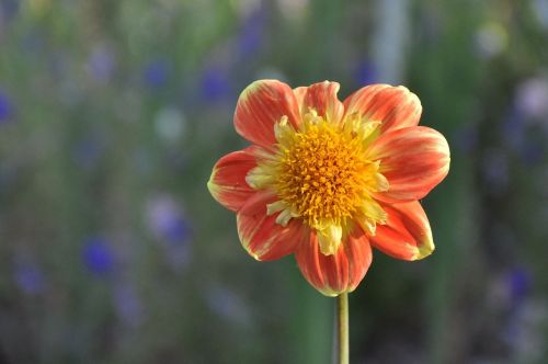 flowers dahlias plant