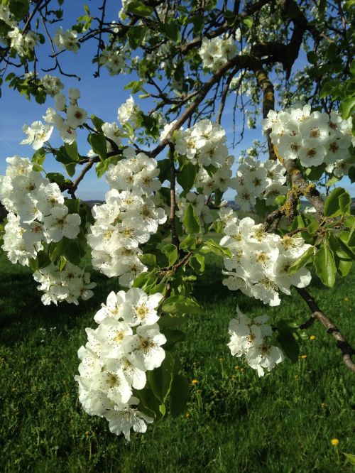 flowers splendor spring