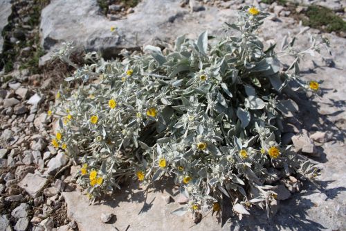 flowers rocks the stones