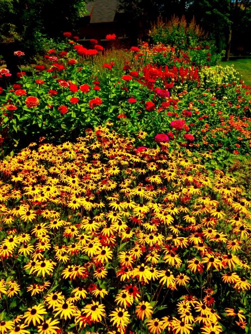 flowers cornell garden