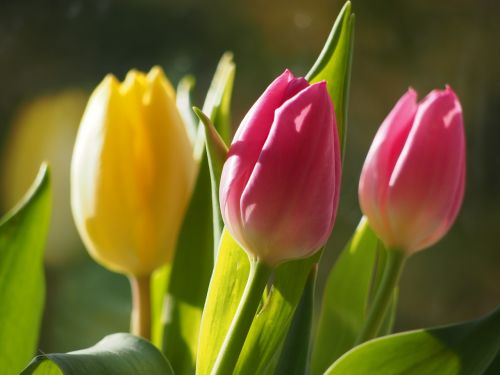 flowers tulips blossom