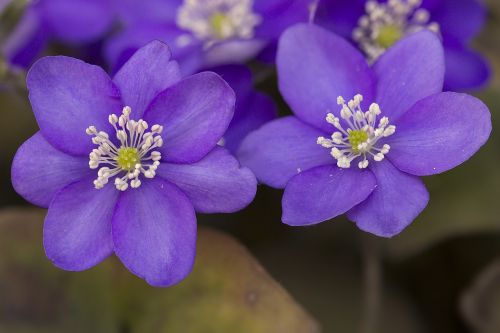 flowers blue violet