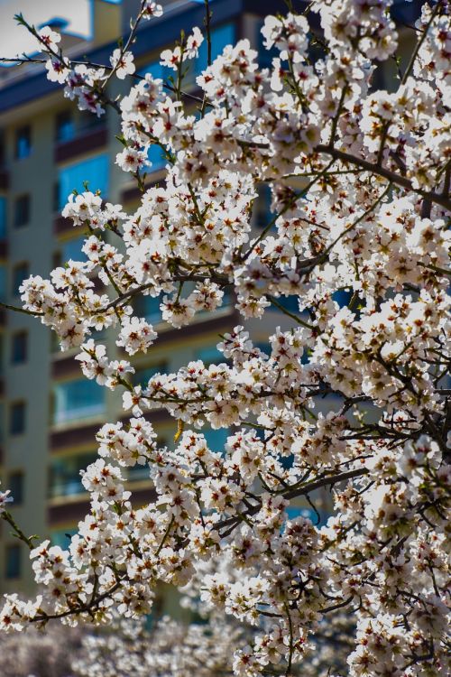 flowers spring white