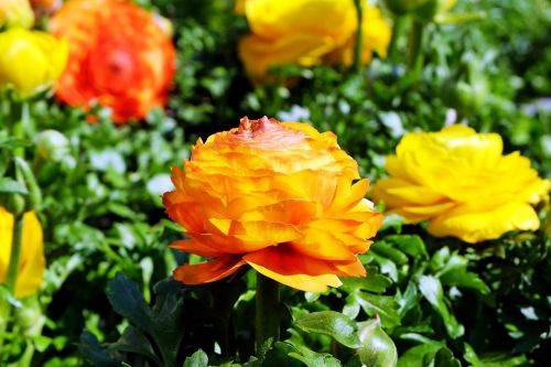 flowers ranunculus colorful