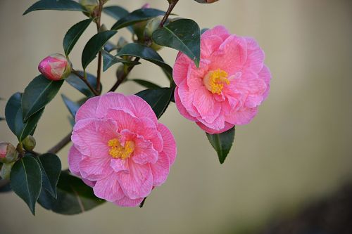 flowers roses flora