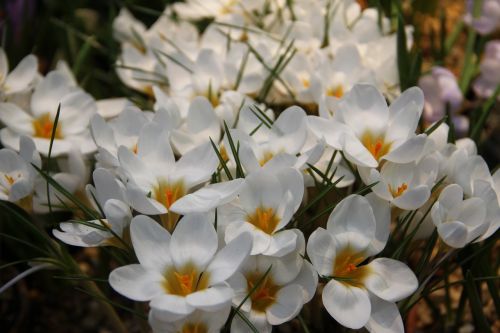 flowers spring crocuses