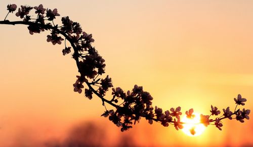 flowers branch spring