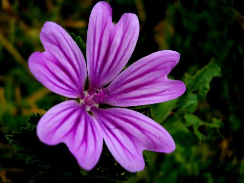 flowers summer nature