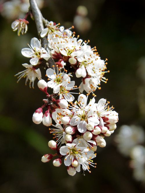 flowers tree pistils