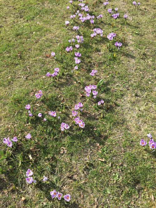 flowers spring crocus