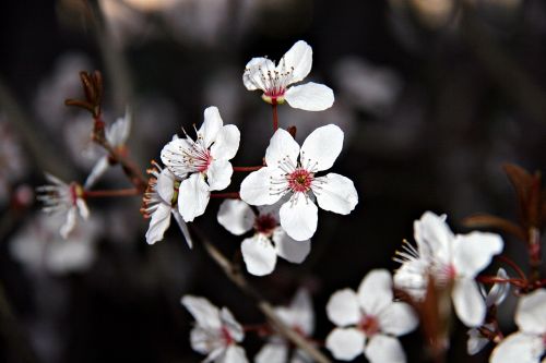 flowers spring nature