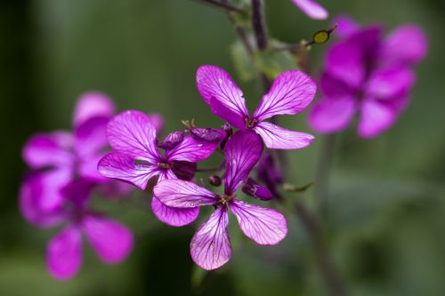 flowers pattern purple