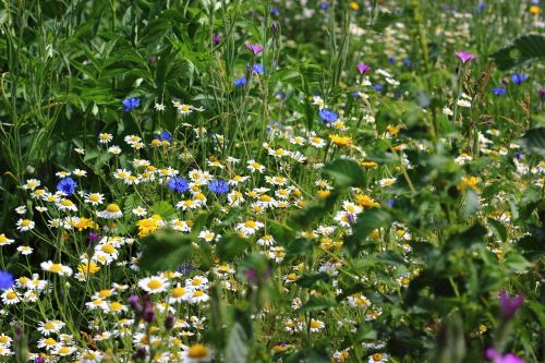 flowers summer wildflower