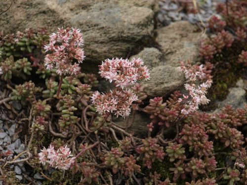 flowers nature rock