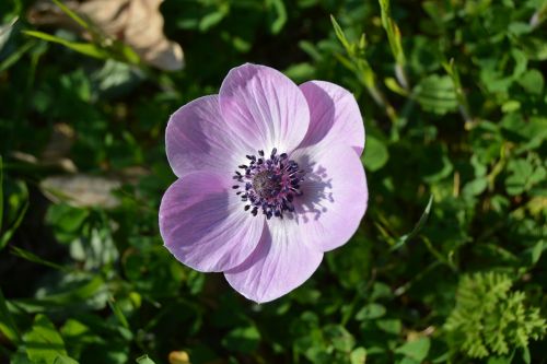 anemone flowers lilac