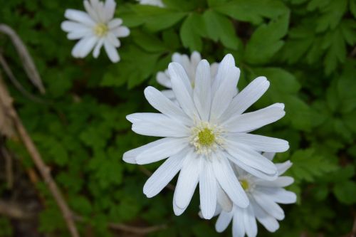 flowers white petals