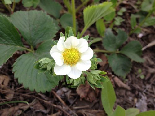 flowers strawberry summer