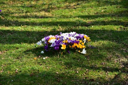 flowers crocus flower petals