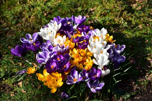 flowers crocus flower petals