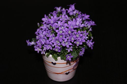 flowers violet plant