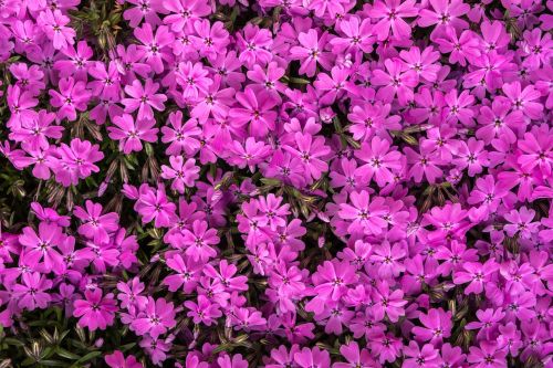 flowers flower grass pink