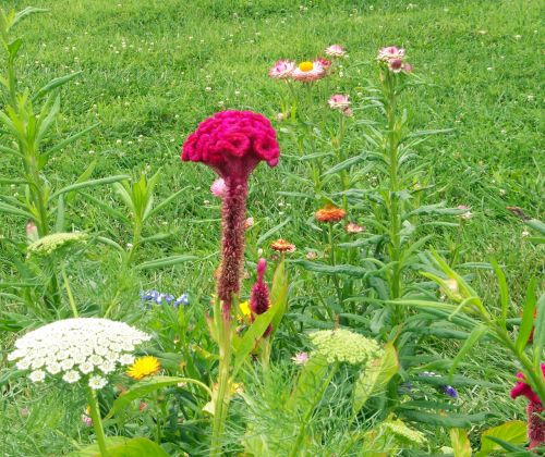 Flowers