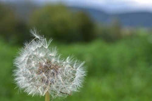 flowers nature dandelion