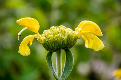 flowers plant yellow