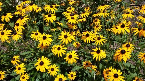 flowers sunflowers yellow