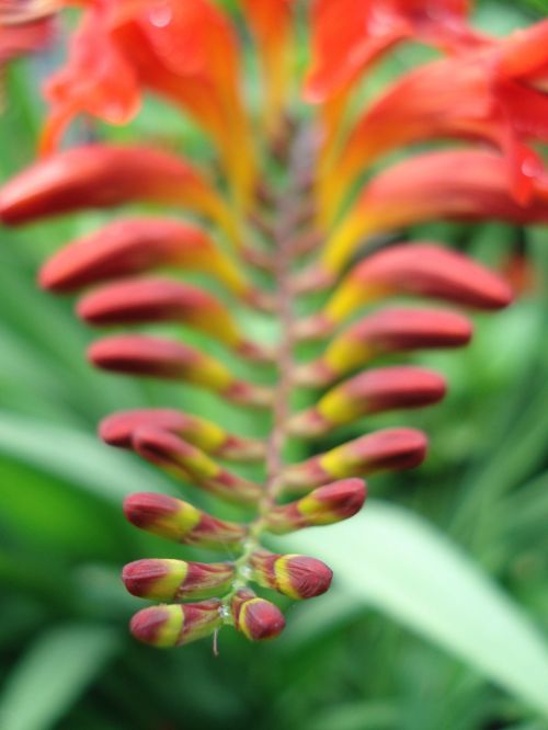 flowers close plant