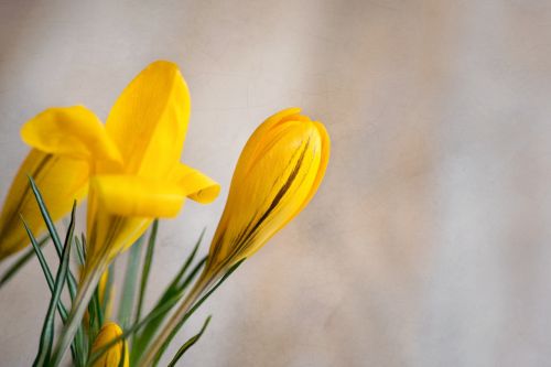 flowers crocus yellow