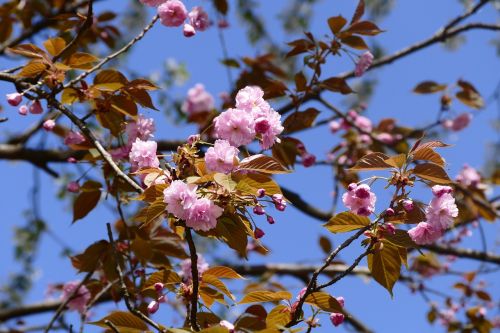 flowers spring flower