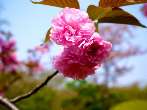 flowers natural spring