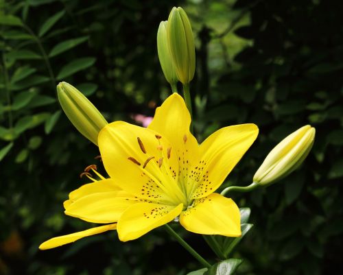 flowers yellow yellow flowers