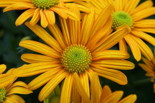 flowers yellow nature