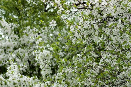 flowers white casey