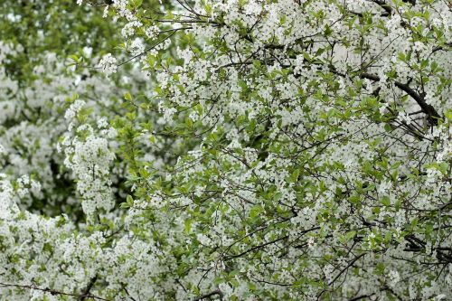 flowers white casey