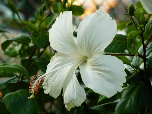 flowers white chaba