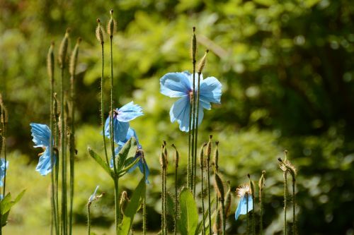 flowers summer summer flowers