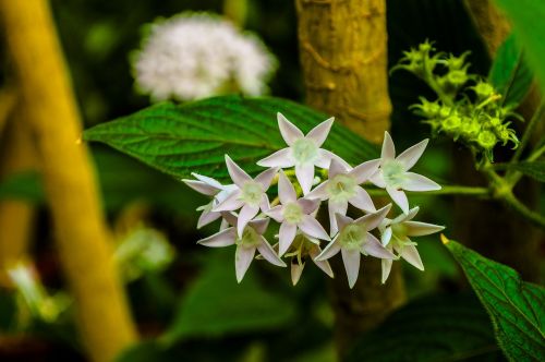 white star flowers greens