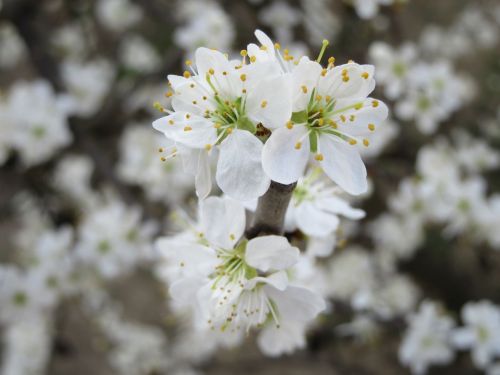 flowers white branch