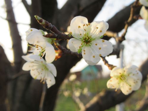 flowers white spring