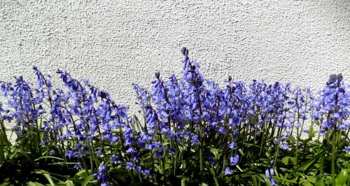 flowers purple spring