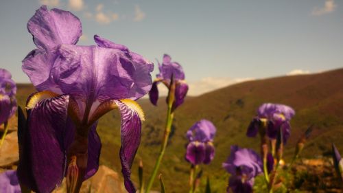 flowers color hybrid dutch iris