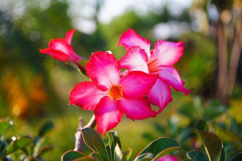 flowers pink nature