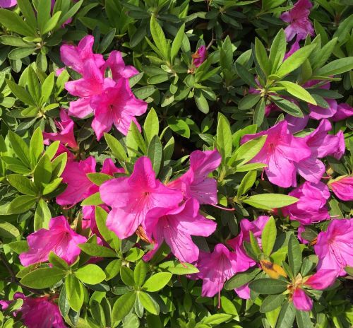 azalea flowers bloom