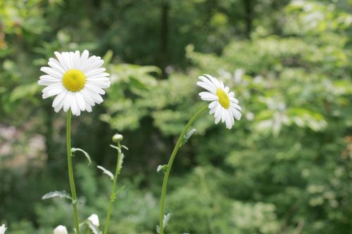 daisy flowers white flower