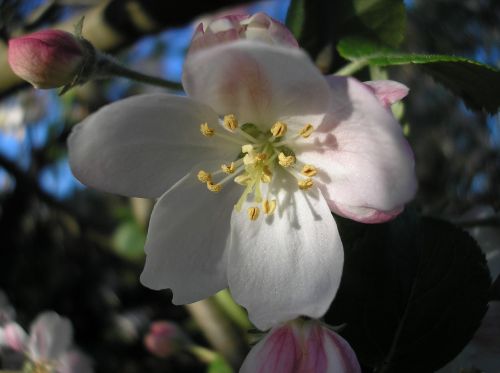 flowers apple blossom apple-tree