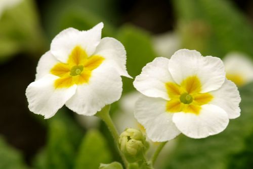 flowers white yellow